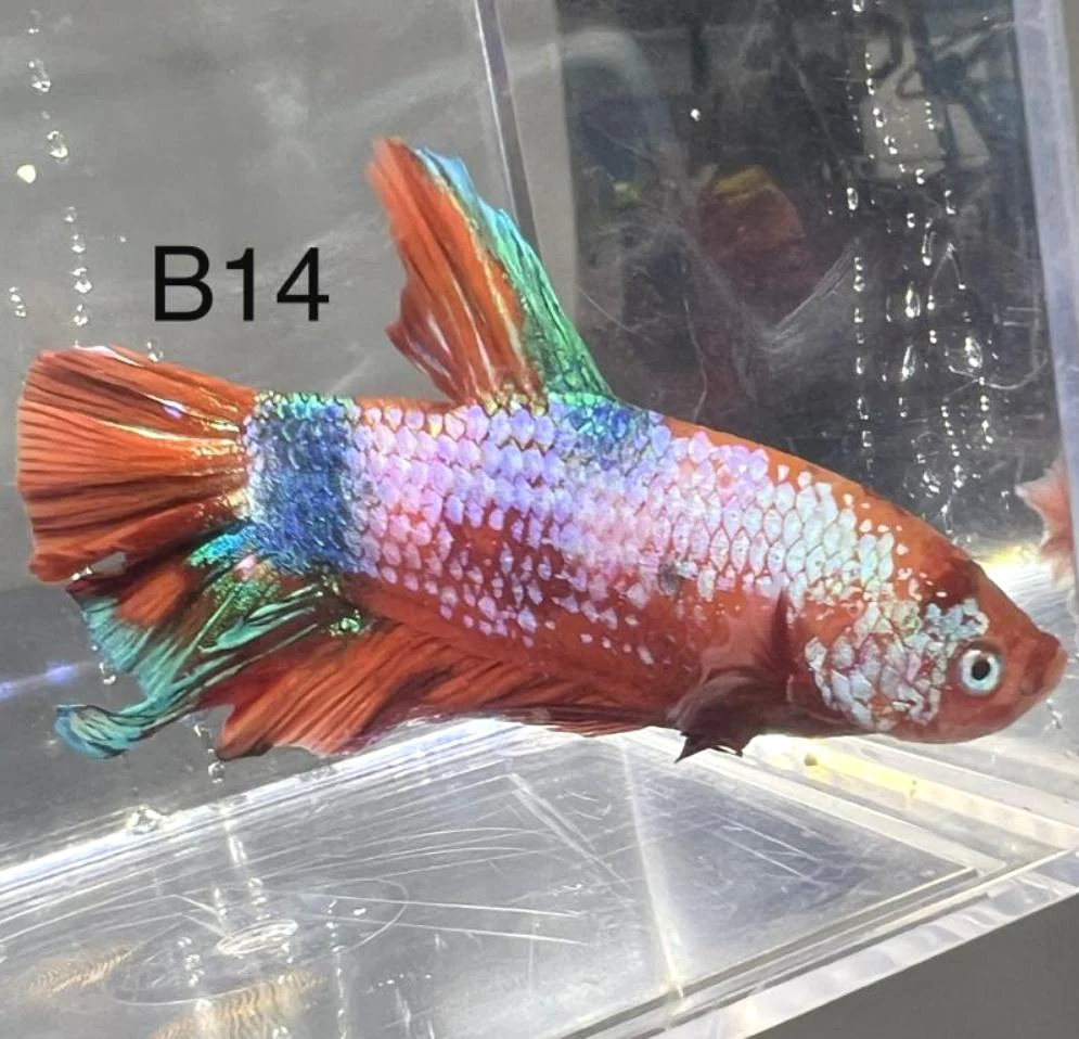 Product image 11